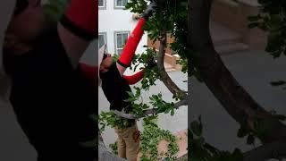 #satisfying #asmr tree trimming. Carrotwood pruning