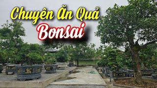 SH.7292. Phát hiện vườn cây ăn quả bonsai cực chất tại Kiến Thụy Hải Phòng. Đth 0902.267.099