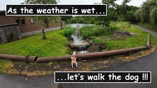 Taking Pip for a walk | Jack Russell Terrier | pls read description