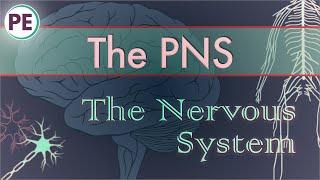 The Nervous System: Peripheral Nervous System (PNS)