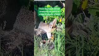 Dik-dik calf takes its first steps!