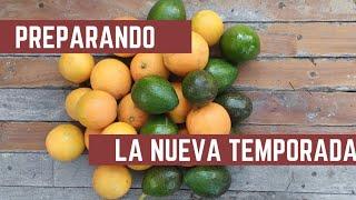 Cosecha de PALTAS Y NARANJAS - Como Hacer Sustrato para Huerta y Bancales