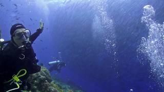 Seven hundred Barracudas, Nabucco, Maratua Atoll, Indonesia