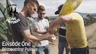 Discovering Pulque: Exploring Mexico's Traditional Fermented Beverage | Live Cultures Ep. 1