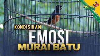 EMOSI MURAI BATU SESUAI KARAKTER‼️