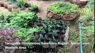 Tacugama Chimpanzee Sanctuary in Sierra Leone