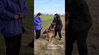 Scared the owner‼️ Persistent Alphonse. German Shepherd Odessa 2025