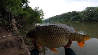 A NAGY PONTY - 14KG - 6. NAP A "TITKOS HORGÁSZHELYEN - Feeder horgászat a Tiszán.