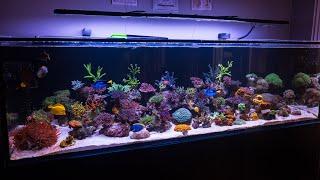 New Aquascape and Corals