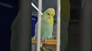 oiseaux en attente de production /chant perruches