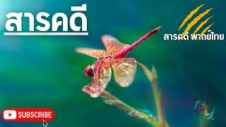 สารคดีพากย์ไทย แมลงปอ นักล่ากลางอากาศ  | สารคดี สารคดีสัตว์โลก