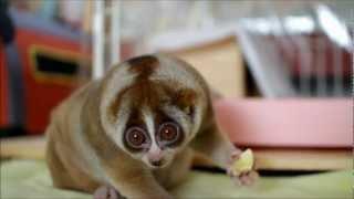 Slow Loris eating Banana