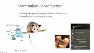 Mammalian Reproduction