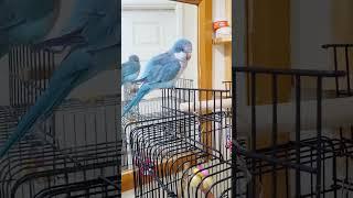 Quaker Parrot talking | Parrot saying Come here #shorts