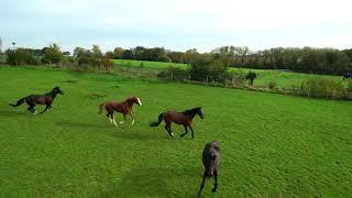 Drone video of horses in the field