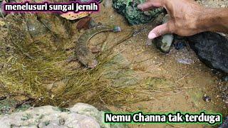 TRAVELING THE RIVER I FOUND AN UNEXPECTED CHANNA HERE