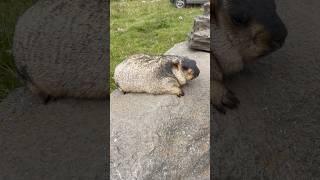 Chubby Himalayan Marmot Lying on a Rock #cutemarmot #marmot #animals #cuteanimals #marmotta