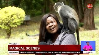 Magical Scenes: City Park, home to indigenous trees and Syke monkeys