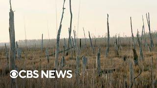 Ghost forests are a haunting new indicator of climate change in the U.S.