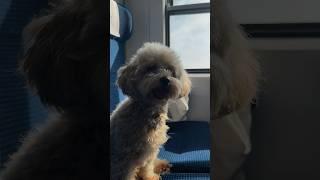 Студия танцев в Варшаве . Обучение танцам детей и подростков . Джаз фанк, хип хоп и к-рор в Варшаве