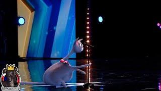 Noodle Singing Cat Full Performance | Britain's Got Talent 2023 Auditions Week 3