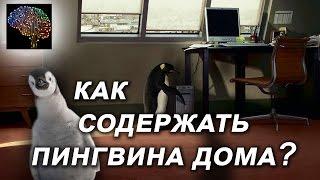 Пингвины дома. Смешные пингвины, приколы с пингвинами.  Как содержать пингвина дома?