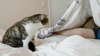 ツンデレ猫と一緒に寝たいパパが必死に誘ってみた結果…［スコティッシュフォールド］