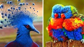 পৃথিবীর সবথেকে সুন্দর ১০টি পাখি | Top 10 most beautiful birds in the world | amazing birds