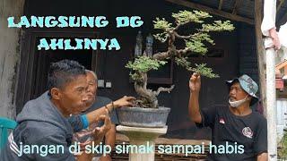 bonsai jaman naow‼️lain dulu lain sekarang‼️