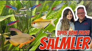 SALMLER richtig halten und züchten: Expertenwissen & Tipps von Dirk Jansen vom Amazonas 73 e.V