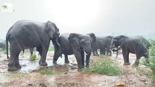 Excited Elephants Soaking Up The Rain 