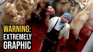 HALAL SLAUGHTERHOUSE EXPOSED IN ENGLAND (EXTREMELY GRAPHIC)