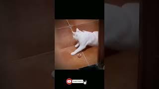 Do you know about cat  #shortfeed#shortvideos#memes#bombastic#shortsviral#funny#viralfeed_