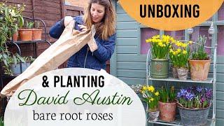 Unboxing David Austin Roses  | Planting Bare Root Roses In Containers