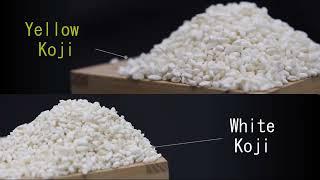 Japanese Yellow Koji for Making Sake | MoreBeer!