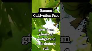 Banana Pepper Cultivation Fact