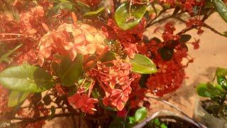 como plantamos a Ixora através da semente