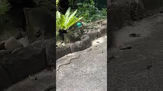 Snake chases lizard down pavement 