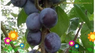 Слива домашняя Тульская. Краткий обзор, описание характеристик prunus Tulskaia