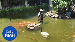 School of koi fish follow keeper during feeding time