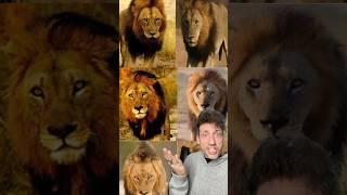 The Mapogo Lions were TERRIFYING