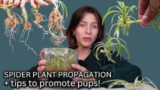 How To Propagate Spider Plants the Correct way from Start to Finish COMPLETE PROCESS