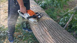 STIHL MS 261 taie un lemn gros care nu a rezistat vijeliei de peste 110 km pe oră.