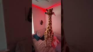 My giraffe is a push over