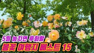 [5월 가볼만한곳] 5월 놓치면 후회할 봄꽃 여행지 베스트 15