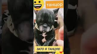 А у Вас Собака Служебная  #подборка