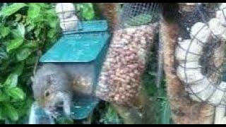 Grey Squirrel On Autumn Thursday Visit To My Cottage Garden Scone Perth Perthshire Scotland