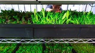 Seedling Racks for Commercial Hydroponics