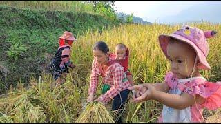 Pang Yen Nhi's rice fields have officially been harvested after days of care