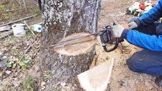 Как спилить дерево что бы упало в нужном направлении How to cut down a tree in the right direction